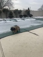 Maks, a male Maltipoo for sale in Richboro, PA – Photo 3 of 4