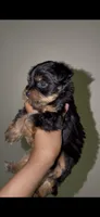 Tiny Traditional Male , a male Yorkshire Terrier for sale in Washington, DC – 5 of 9