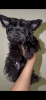 KB Black , a female Yorkshire Terrier for sale in Washington, DC – 2 of 5
