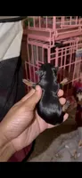 Tiny Traditional Female , a female Yorkshire Terrier for sale in Washington, DC – 6 of 10