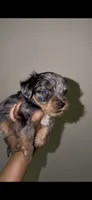 Blue Merle Male , a male Yorkshire Terrier for sale in Washington, DC – 8 of 10