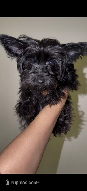 KB Black  – Yorkshire Terrier puppy for sale in Washington, DC