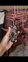 Blue Merle Female, a female Yorkshire Terrier for sale in Washington, DC – 2 of 10