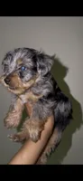 Blue Merle Male , a male Yorkshire Terrier for sale in Washington, DC – 4 of 10