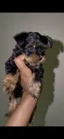 Tiny Traditional Male , a male Yorkshire Terrier for sale in Washington, DC – 7 of 9