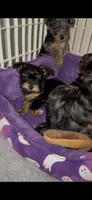 Tiny Traditional Male , a male Yorkshire Terrier for sale in Washington, DC – 8 of 9