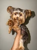 Nas, a male Yorkshire Terrier for sale in Washington, DC – 8 of 8