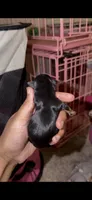 Tiny Traditional Female , a female Yorkshire Terrier for sale in Washington, DC – 4 of 10