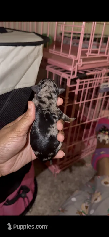 Blue Merle Female – Yorkshire Terrier puppy for sale in Washington, DC