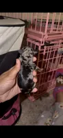 Blue Merle Female, a female Yorkshire Terrier for sale in Washington, DC – 1 of 10