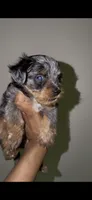 Blue Merle Male , a male Yorkshire Terrier for sale in Washington, DC – 3 of 10