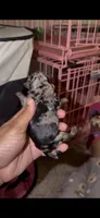 Blue Merle Female, a female Yorkshire Terrier for sale in Washington, DC – 3 of 10