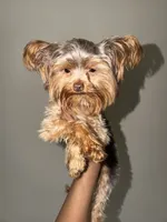 Nas, a male Yorkshire Terrier for sale in Washington, DC – 6 of 8