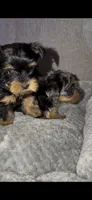 Tiny Traditional Male , a male Yorkshire Terrier for sale in Washington, DC – 6 of 9
