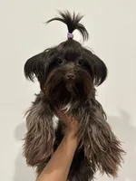 Blue Merle Female, a female Yorkshire Terrier for sale in Washington, DC – 6 of 10