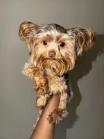 Nas, a male Yorkshire Terrier for sale in Washington, DC – 2 of 8