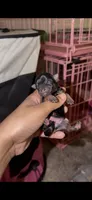 Tiny Traditional Female , a female Yorkshire Terrier for sale in Washington, DC – 3 of 10