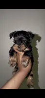 Tiny Traditional Male , a male Yorkshire Terrier for sale in Washington, DC – 1 of 9