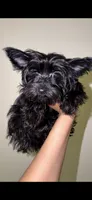KB Black , a female Yorkshire Terrier for sale in Washington, DC – 3 of 5