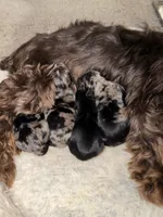 Blue Merle Female, a female Yorkshire Terrier for sale in Washington, DC – 5 of 10