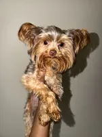 Nas, a male Yorkshire Terrier for sale in Washington, DC – 3 of 8