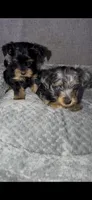 Blue Merle Male , a male Yorkshire Terrier for sale in Washington, DC – 9 of 10