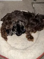 Blue Merle Female, a female Yorkshire Terrier for sale in Washington, DC – 7 of 10