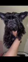 KB Black , a female Yorkshire Terrier for sale in Washington, DC – 4 of 5