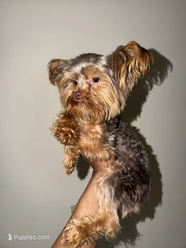 Nas – Yorkshire Terrier puppy for sale in Washington, DC