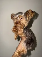 Nas, a male Yorkshire Terrier for sale in Washington, DC – 1 of 8