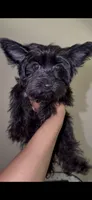 KB Black , a female Yorkshire Terrier for sale in Washington, DC – 5 of 5