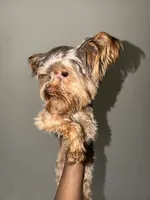 Nas, a male Yorkshire Terrier for sale in Washington, DC – 4 of 8