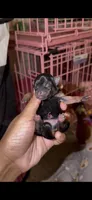 Tiny Traditional Female , a female Yorkshire Terrier for sale in Washington, DC – 5 of 10
