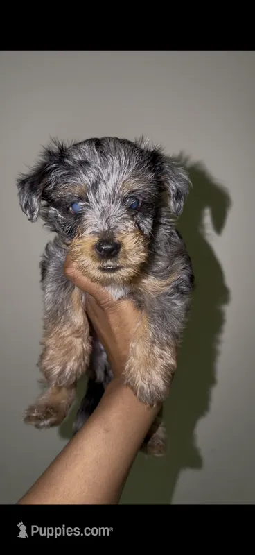 Blue Merle Male  – Yorkshire Terrier puppy for sale in Washington, DC