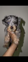 Blue Merle Male , a male Yorkshire Terrier for sale in Washington, DC – 1 of 10