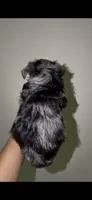 Blue Merle Male , a male Yorkshire Terrier for sale in Washington, DC – 5 of 10