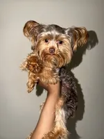 Nas, a male Yorkshire Terrier for sale in Washington, DC – 7 of 8