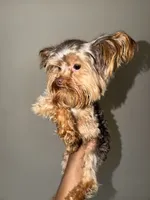 Nas, a male Yorkshire Terrier for sale in Washington, DC – 5 of 8