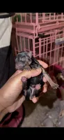 Tiny Traditional Female , a female Yorkshire Terrier for sale in Washington, DC – 2 of 10