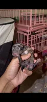 Blue Merle Female, a female Yorkshire Terrier for sale in Washington, DC – 4 of 10