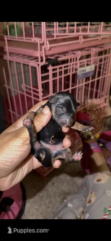 Tiny Traditional Female  – Yorkshire Terrier puppy for sale in Washington, DC