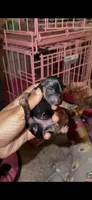 Tiny Traditional Female , a female Yorkshire Terrier for sale in Washington, DC – 1 of 10