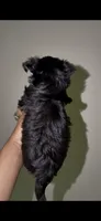 Tiny Traditional Male , a male Yorkshire Terrier for sale in Washington, DC – 4 of 9