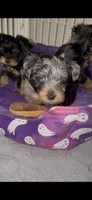 Blue Merle Male , a male Yorkshire Terrier for sale in Washington, DC – 10 of 10