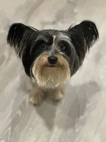 Tiny Traditional Female , a female Yorkshire Terrier for sale in Washington, DC – 10 of 10