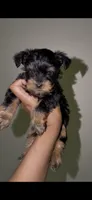 Tiny Traditional Male , a male Yorkshire Terrier for sale in Washington, DC – 2 of 9