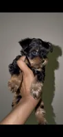 Tiny Traditional Male , a male Yorkshire Terrier for sale in Washington, DC – 3 of 9