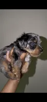 Blue Merle Male , a male Yorkshire Terrier for sale in Washington, DC – 6 of 10