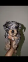 Blue Merle Male , a male Yorkshire Terrier for sale in Washington, DC – 7 of 10
