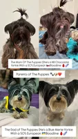 Blue Merle Female, a female Yorkshire Terrier for sale in Washington, DC – 10 of 10